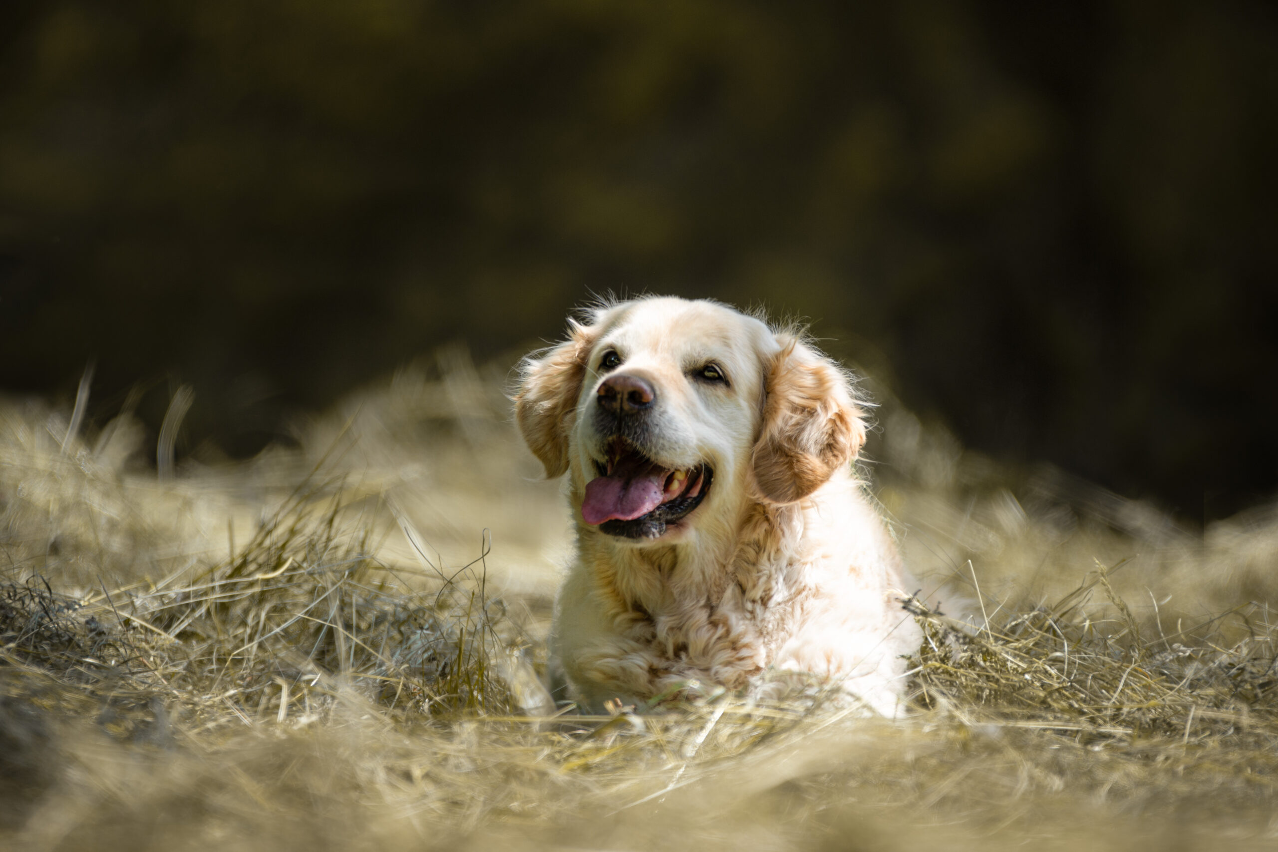 Photographie canine - animalière Sarrebourg - Moselle